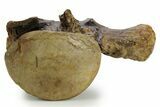 Huge Fossil Mosasaur (Tylosaurus) Vertebra - Texas #377824-6